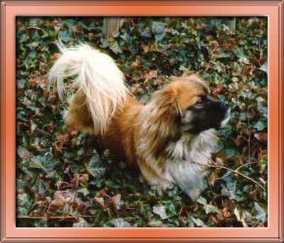 Joschi at the Forest / Thanks to Sara for the frame!