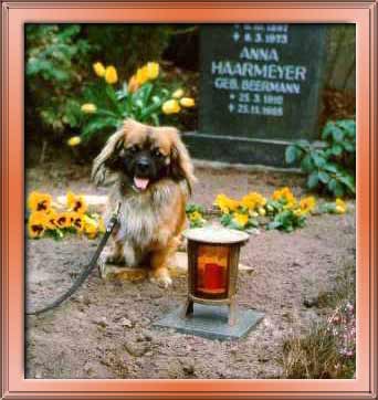 Joschi on the grave / Thanks to Sara for the frame!