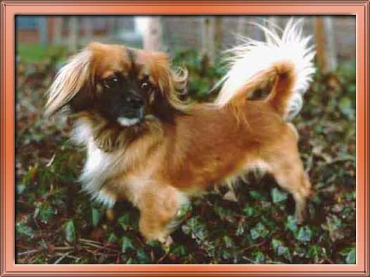 Joschi im Laub / Thanks to Sara for the frame!