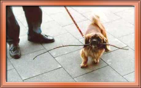 Joschi with a branch / Thanks to Sara for the frame!