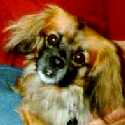 The Little Dog JOSCHI